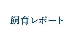 放流レポート