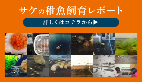 サケの稚魚飼育レポート 詳しくはコチラから