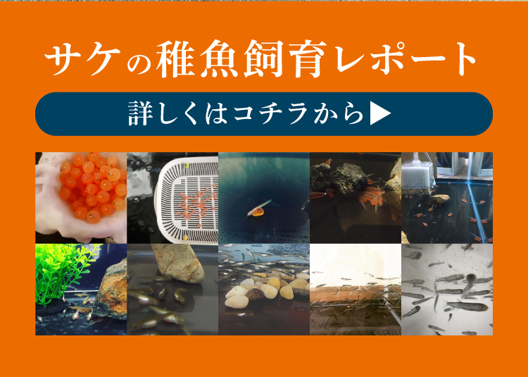 サケの稚魚飼育レポート 詳しくはコチラから