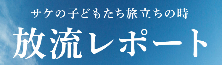 サケの子どもたち旅立ちの時 放流レポート