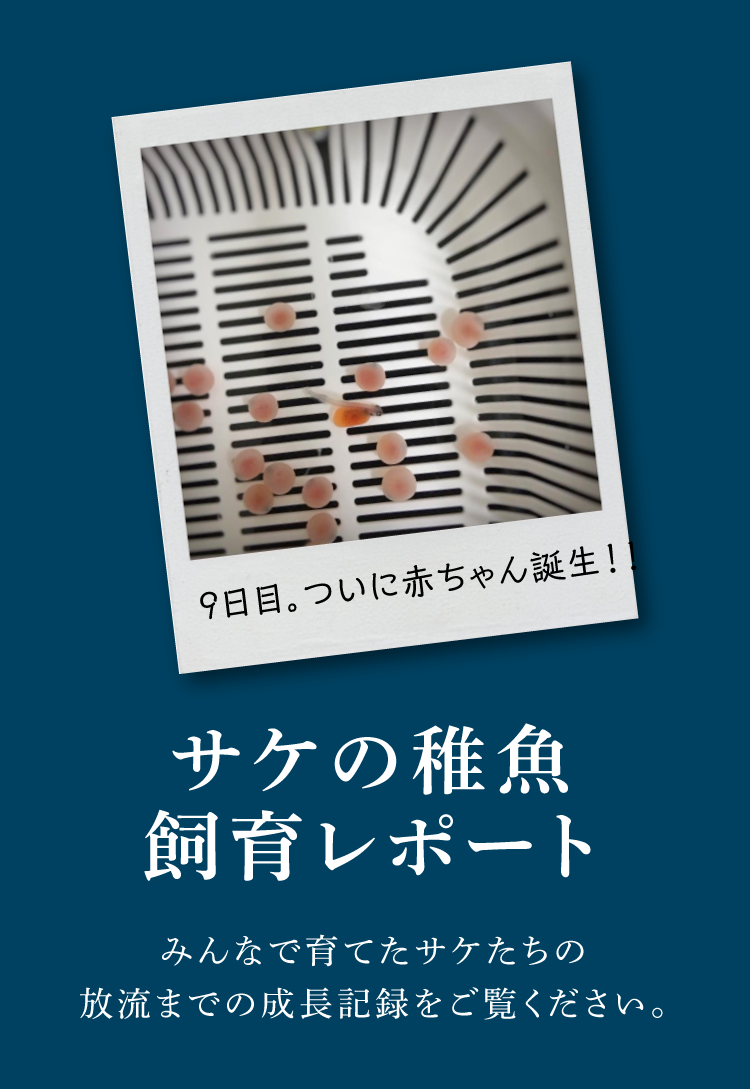 サケの稚魚飼育レポート